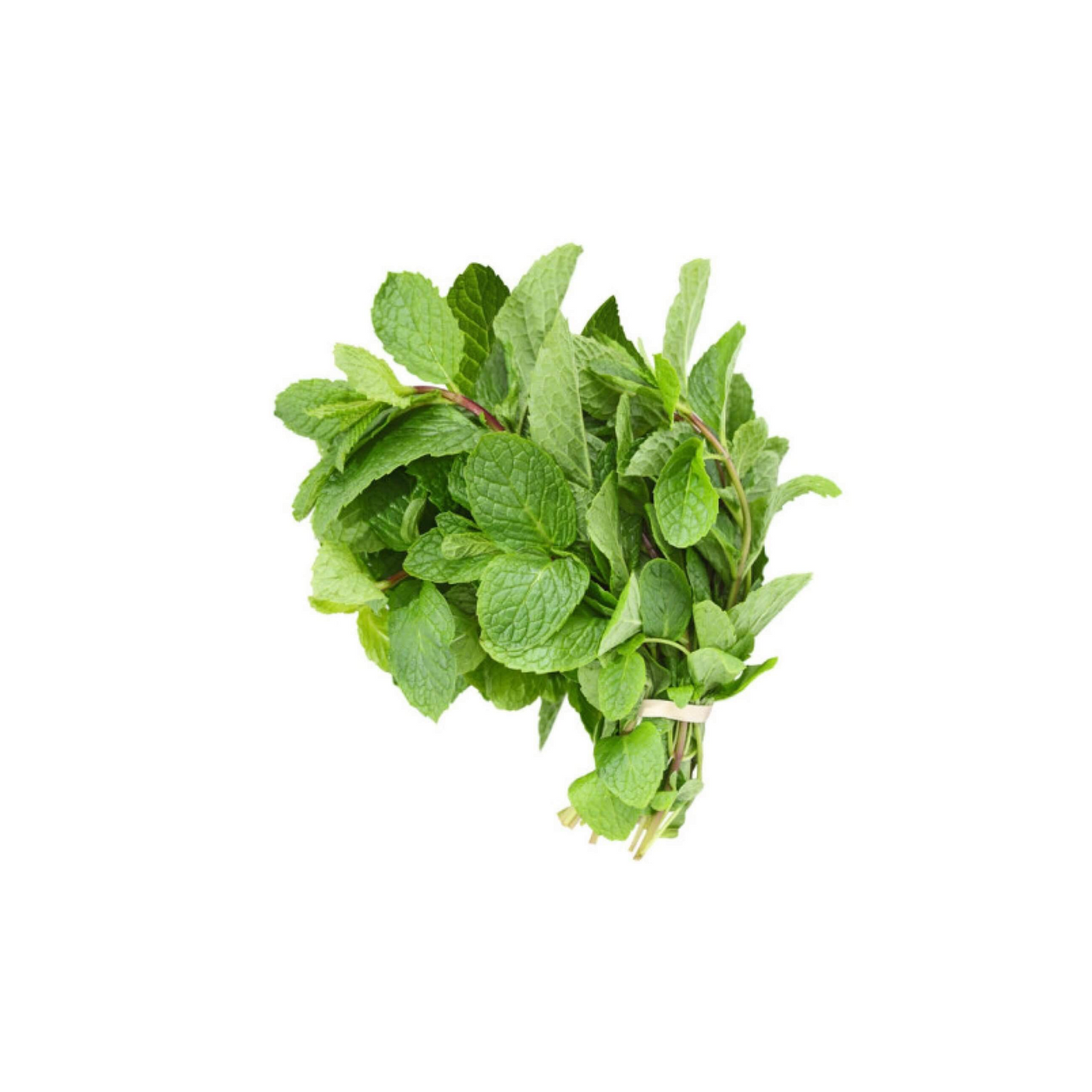 Fresh Scent Leaves