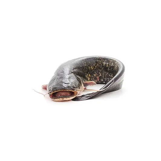 Fresh Catfish