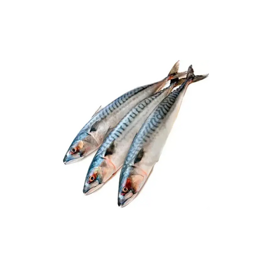 Fresh Mackerel Fish