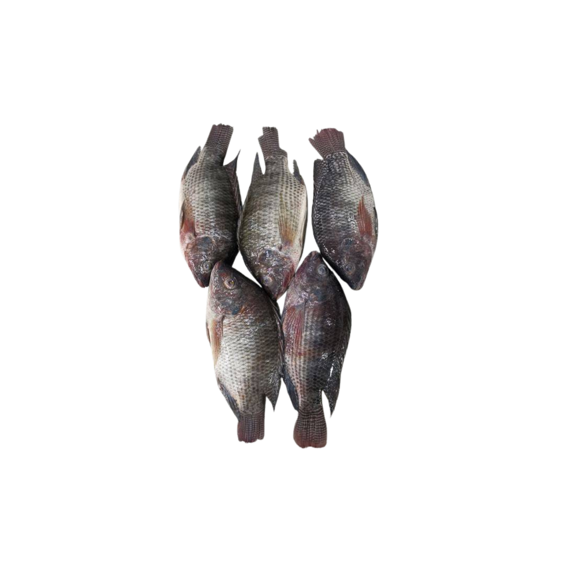 Frozen Tilapia Fish