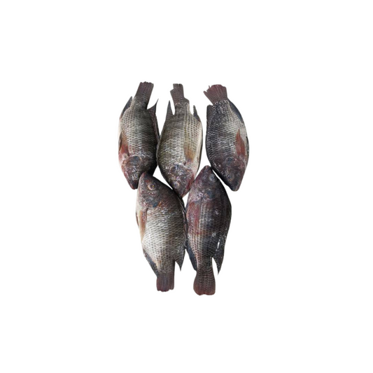 Frozen Tilapia Fish